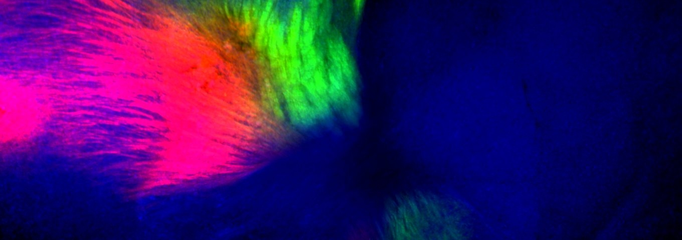 Departament de Ciències Mèdiques Bàsiques Departament de Ciències Mèdiques Bàsiques