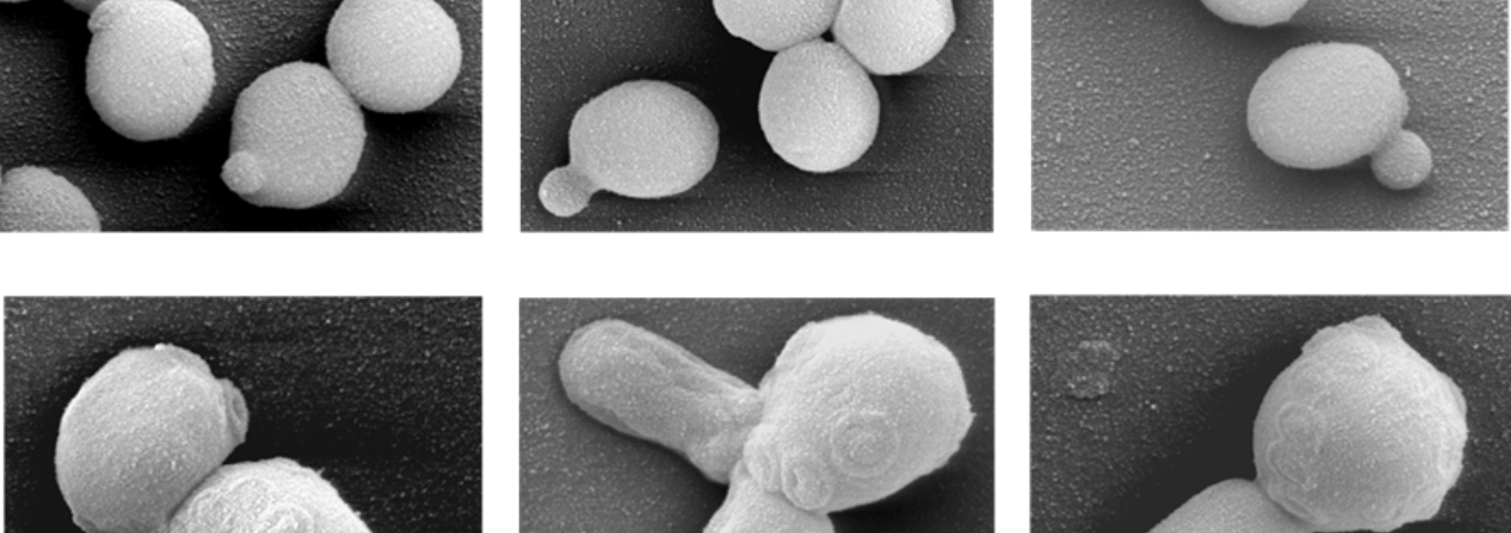 Departament de Ciències Mèdiques Bàsiques Departament de Ciències Mèdiques Bàsiques
